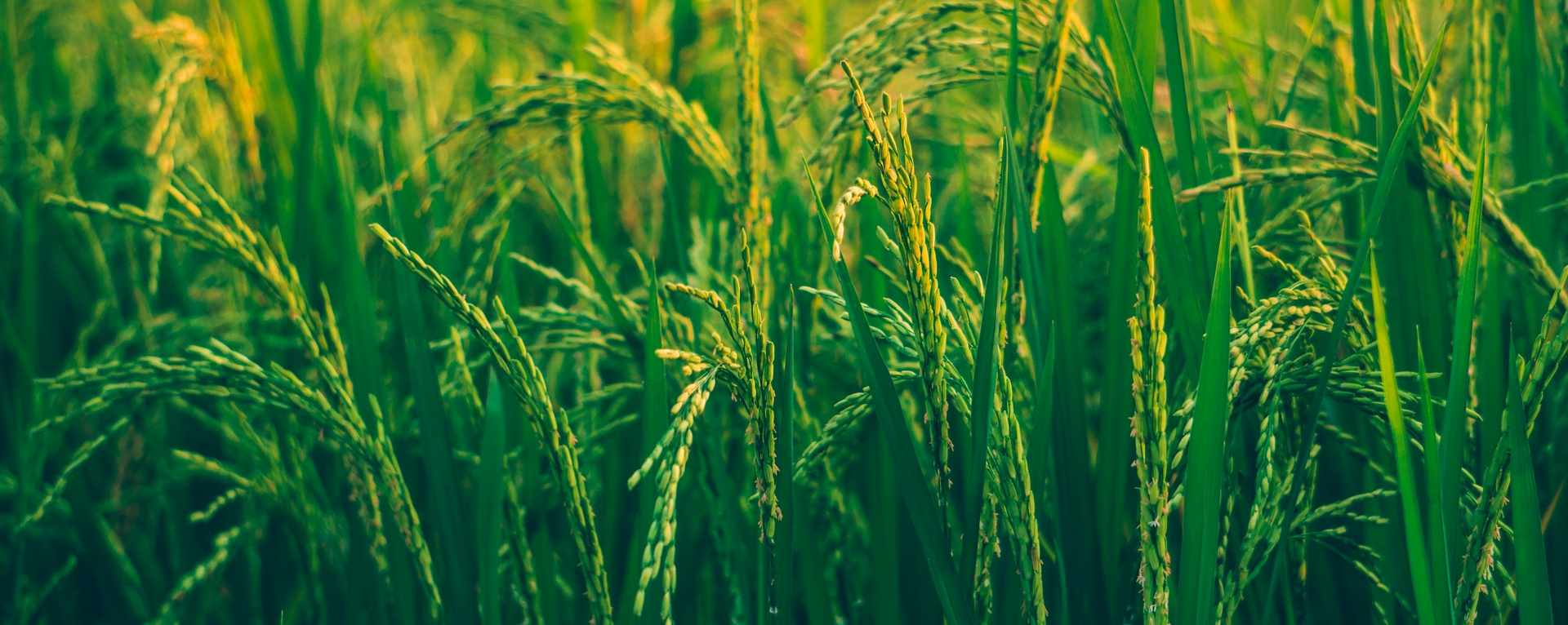 pexels-ashutosh-sonwani-1509607