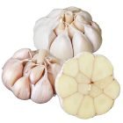 Fresh Garlic Suppliers