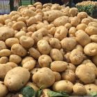Wholesale Organic Fresh Potato Distributors 