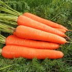 Carrot Supplier from China
